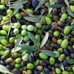 olive22+ 20171104