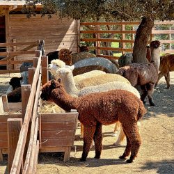 alpaca12 20240412 alpaca12 20240412