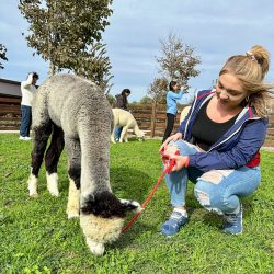 alpaca14 20231027 alpaca14 20231027