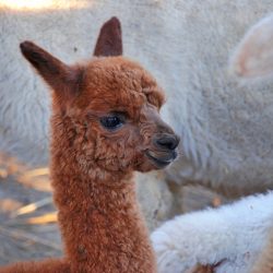 alpaca8 20221030 alpaca8 20221030